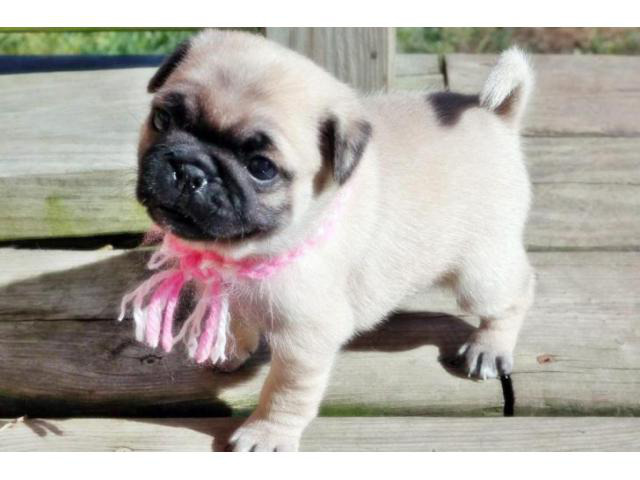 Puppy Pugs in Chicago, Illinois - Puppies for Sale Near Me