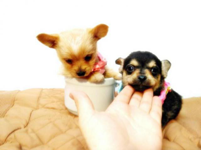 teacup chihuahuas for sale in Chicago, Illinois Puppies