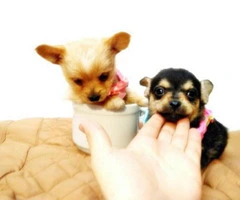 teacup chihuahuas for sale - 1