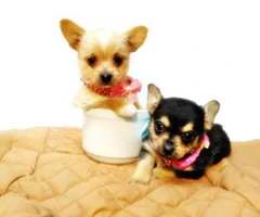teacup chihuahuas for sale - 2