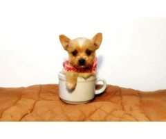 teacup chihuahuas for sale - 3