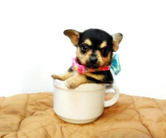 teacup chihuahuas for sale - 4