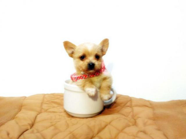 teacup chihuahuas for sale in Chicago, Illinois - Puppies ...