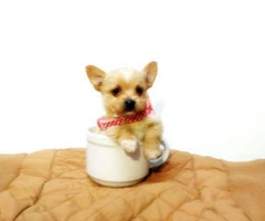 teacup chihuahuas for sale - 5