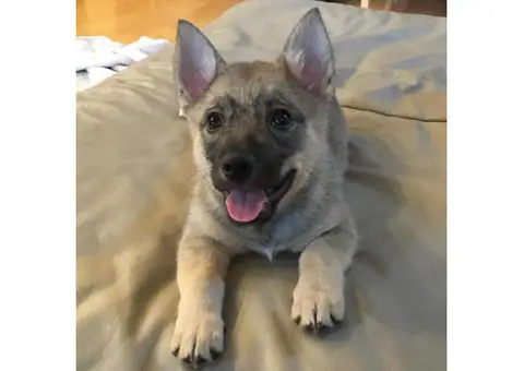 swedish vallhund puppies for sale