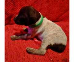 german shorthaired pointer puppies for sale in pa