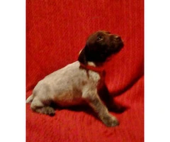 german shorthaired pointer puppies for sale in pa - 2