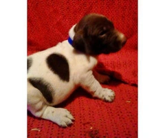 german shorthaired pointer puppies for sale in pa - 3
