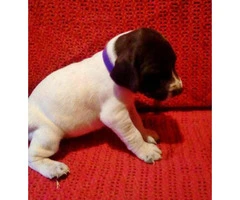 german shorthaired pointer puppies for sale in pa - 4