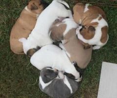 jack russell pitbull mix for sale - 1
