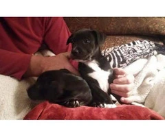 jack russell pitbull mix for sale - 2