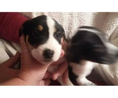 jack russell pitbull mix for sale - 4