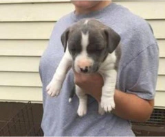jack russell pitbull mix for sale - 5