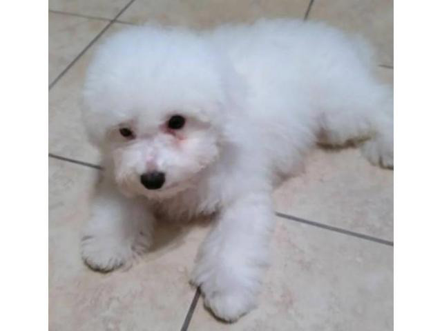 bichon frise puppies for sale in pa in Darby, Pennsylvania