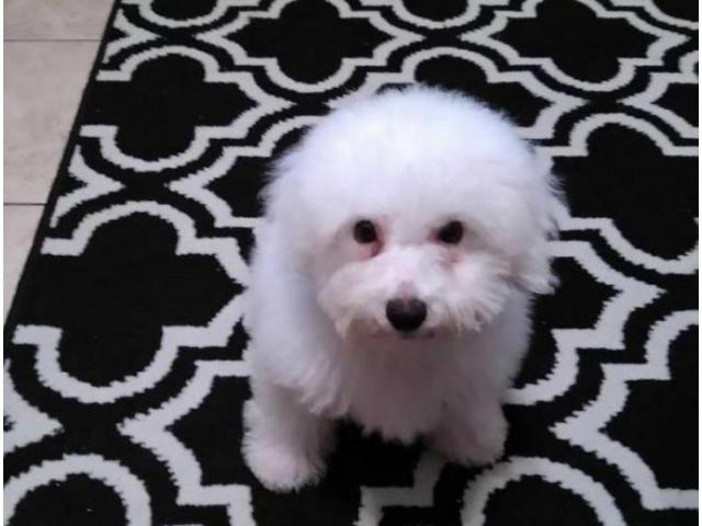 bichon frise puppies for sale in pa in Darby, Pennsylvania
