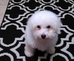 bichon frise puppies for sale in pa