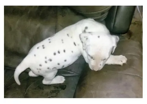 liver spotted dalmatian puppies for sale
