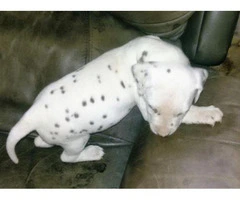 liver spotted dalmatian puppies for sale