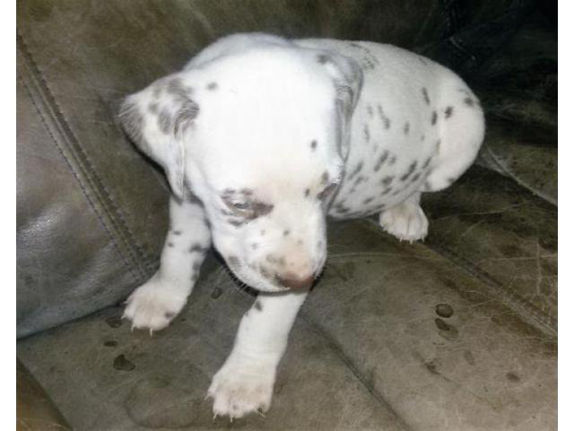 liver spotted dalmatian puppies for sale in Blunt, South ...