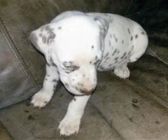 liver spotted dalmatian puppies for sale - 2