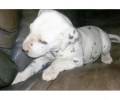 liver spotted dalmatian puppies for sale - 3