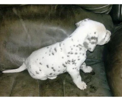 liver spotted dalmatian puppies for sale - 4