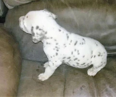 liver spotted dalmatian puppies for sale - 5