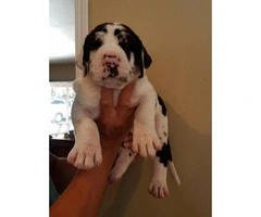 great dane pups for sale - 2