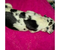 great dane pups for sale - 4