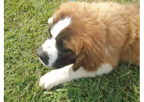 st bernard puppy