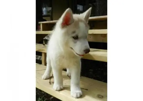 siberian husky pups (male and female)