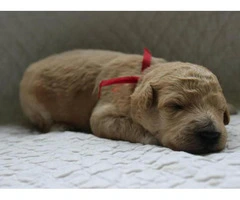 goldendoodle puppies for sale in michigan - 1