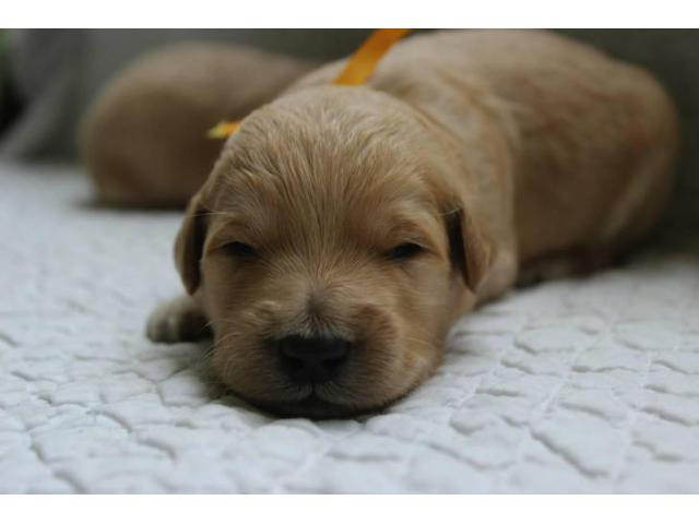 goldendoodle puppies for sale in michigan in Woodhaven, Michigan - Puppies for Sale Near Me