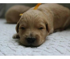 goldendoodle puppies for sale in michigan - 2