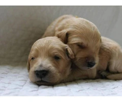 goldendoodle puppies for sale in michigan - 3