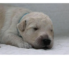 goldendoodle puppies for sale in michigan - 4