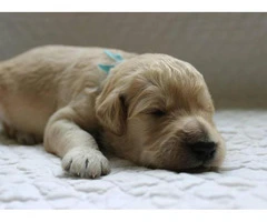 goldendoodle puppies for sale in michigan - 5