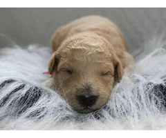 goldendoodle puppies for sale in michigan - 6