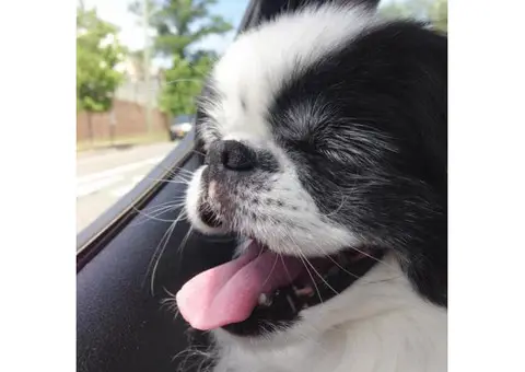 japanese chin dogs