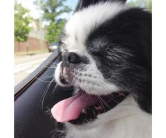 japanese chin dogs