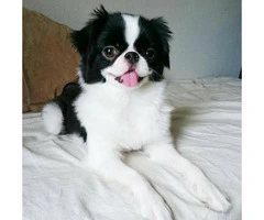 japanese chin dogs - 3