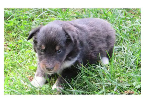shetland sheepdog puppy