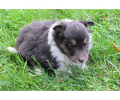 shetland sheepdog puppy in Aumsville, Oregon - Puppies for ...