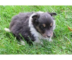 shetland sheepdog puppy - 2