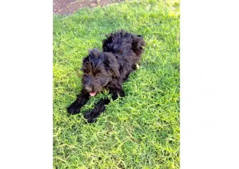 briard puppies for sale