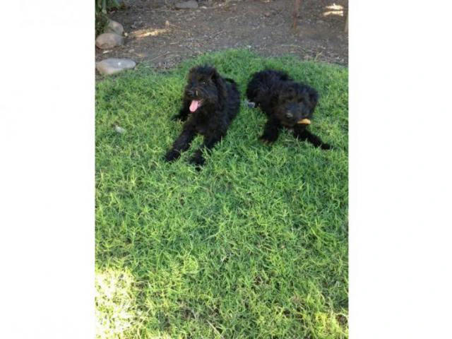briard puppies for sale - 2/4
