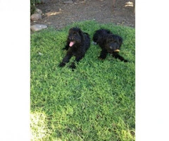 briard puppies for sale - 2