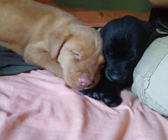 golden retriever pups need new home - 3