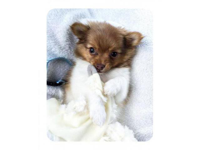 pomchi puppies for sale in Elmira, New York Puppies for