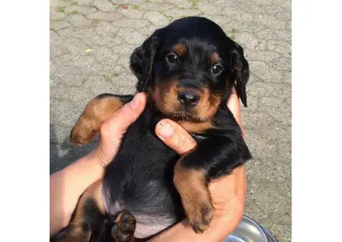pedigree gordon setter puppies for sale